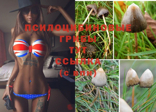 крисы Белокуриха