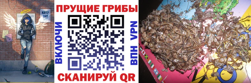продажа наркотиков  Ахтырский  OMG рабочий сайт  нарко площадка какой сайт  Псилоцибиновые грибы ЛСД 